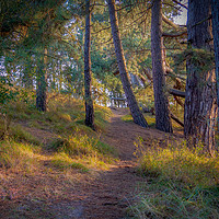 Buy canvas prints of A Serene Walk Through Norfolks Pine Woods by Jim Key