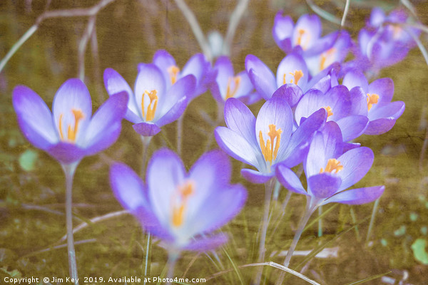 Crocuses in Abstract  Picture Board by Jim Key