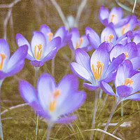 Buy canvas prints of Crocuses in Abstract  by Jim Key