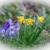 Buy canvas prints of Spring Flowers Close Up by Jim Key