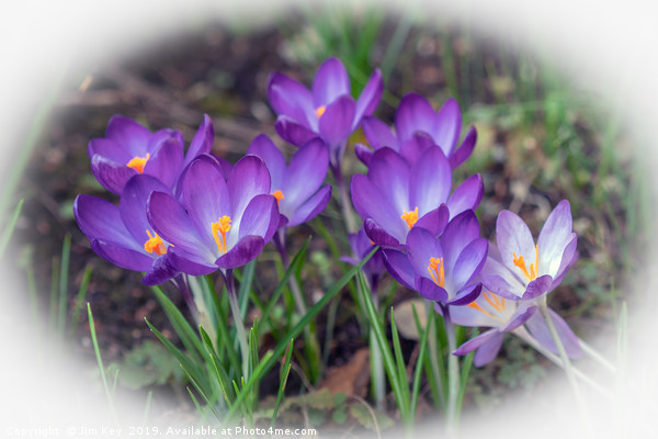 Crocuses on a Sunny Day Picture Board by Jim Key