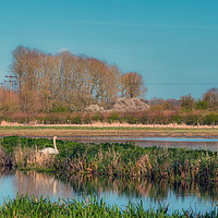 Buy canvas prints of Swan on a River Bank by Jim Key