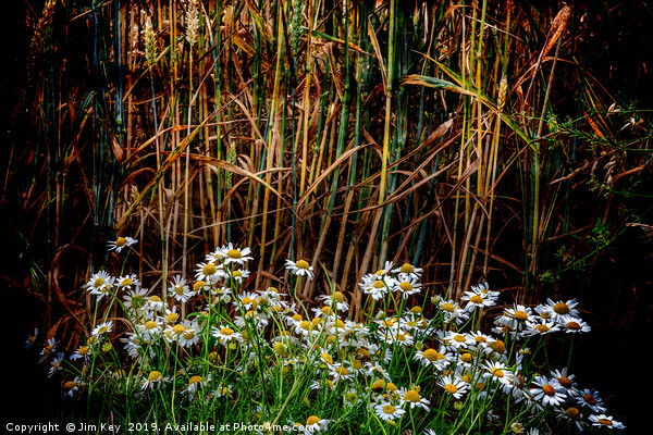 Daisies in a Wheat Field Picture Board by Jim Key
