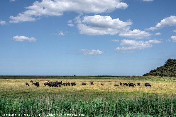 Cattle on the Saltmarsh Picture Board by Jim Key