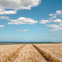 Buy canvas prints of Harvest Time on the Norfolk Coast by Jim Key
