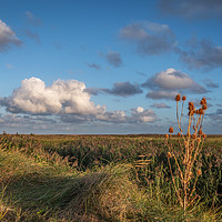 Buy canvas prints of Copper Teasel on Salthouse Marsh by Jim Key