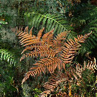 Buy canvas prints of Ferns in the Woods by Jim Key