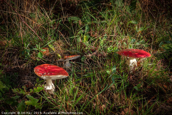 Woodland Toadstools Picture Board by Jim Key