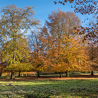 Buy canvas prints of Copper Beech Trees by Jim Key
