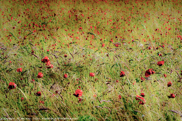 Red Poppies Picture Board by Jim Key