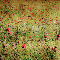 Buy canvas prints of Red Poppies by Jim Key
