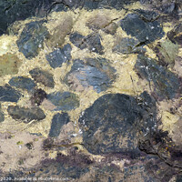 Buy canvas prints of Rock Pool by Jim Key