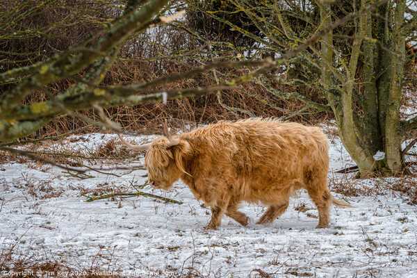 Highland Cow Snow Picture Board by Jim Key