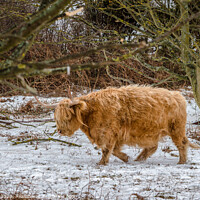 Buy canvas prints of Highland Cow Snow by Jim Key