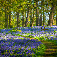Buy canvas prints of Bluebell Wood Norfolk by Jim Key