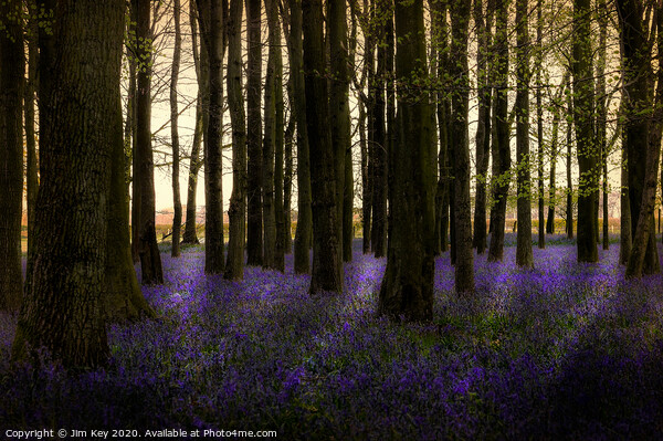 Blubell Wood Dawn Picture Board by Jim Key