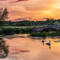 Buy canvas prints of Swans and Cygnets  by Jim Key
