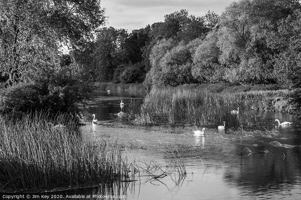 A River of White Swans   Picture Board by Jim Key
