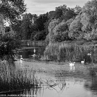 Buy canvas prints of A River of White Swans   by Jim Key