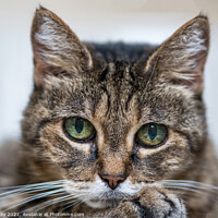 Buy canvas prints of Souki the Cat Close Up by Jim Key