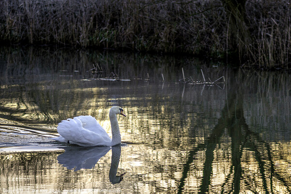 White Swan at Sunrise   Picture Board by Jim Key