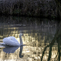Buy canvas prints of White Swan at Sunrise   by Jim Key