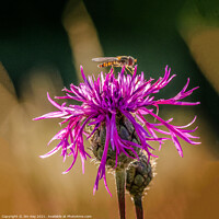 Buy canvas prints of Hoverfly on a Purple Thistle Close Up by Jim Key