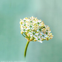 Buy canvas prints of Giant White Allium Digital Closeup by Jim Key
