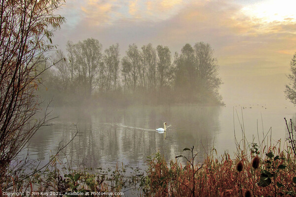 White Swan at Sunrise   Picture Board by Jim Key
