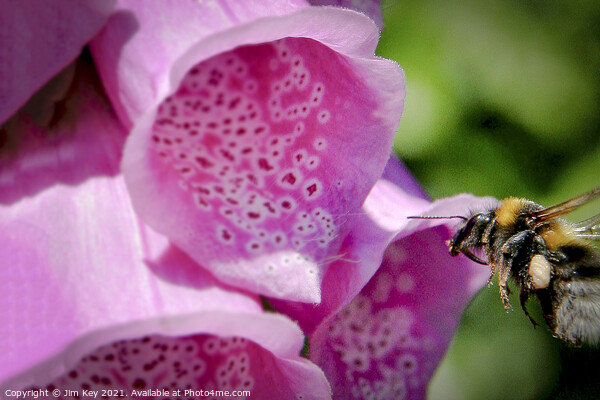 Bumble Bee and a Foxglove Close Up Picture Board by Jim Key