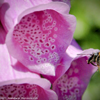 Buy canvas prints of Bumble Bee and a Foxglove Close Up by Jim Key
