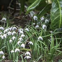 Buy canvas prints of Snowdrops in a Woodland by Jim Key