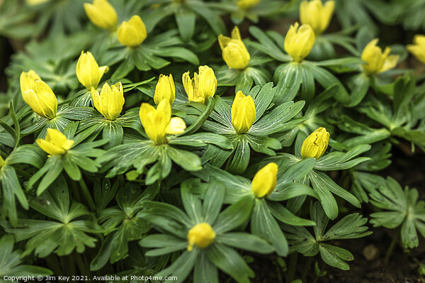 Carpet of Aconites in Woodland Close Up Picture Board by Jim Key