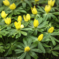 Buy canvas prints of Carpet of Aconites in Woodland Close Up by Jim Key
