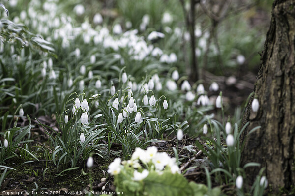 Snowdrops in a Woodland  Picture Board by Jim Key
