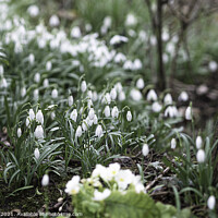 Buy canvas prints of Snowdrops in a Woodland  by Jim Key
