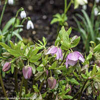 Buy canvas prints of Snowdrops and Hellebores Close Up by Jim Key