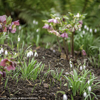 Buy canvas prints of Hellebores and Snowdrops Close Up by Jim Key