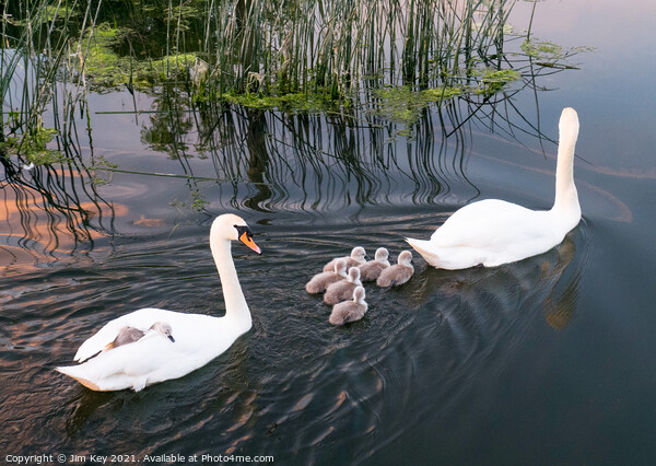 Swans and Cygnets Picture Board by Jim Key
