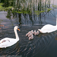 Buy canvas prints of Swans and Cygnets by Jim Key