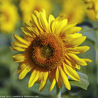 Buy canvas prints of Yellow Sunflower Close Up by Jim Key