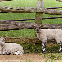 Buy canvas prints of Two Lambs Farmers Gate by Jim Key
