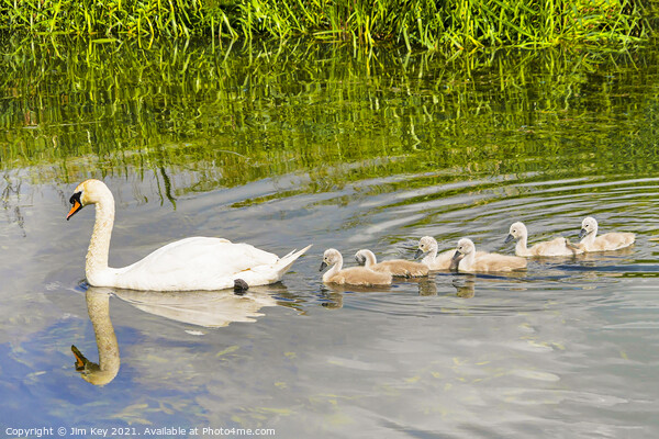 Swan and Cygnets Picture Board by Jim Key