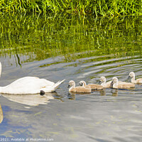 Buy canvas prints of Swan and Cygnets by Jim Key