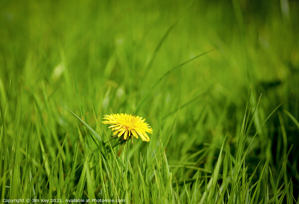 Close up Yellow Dandelion Green Field Picture Board by Jim Key