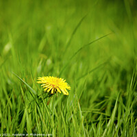 Buy canvas prints of Close up Yellow Dandelion Green Field by Jim Key