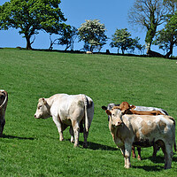 Buy canvas prints of Carmarthenshire cattle by Helen Davies
