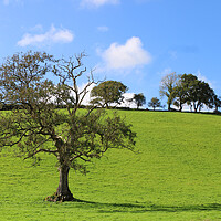 Buy canvas prints of Carmarthenshire Trees by Helen Davies