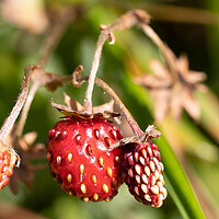 Buy canvas prints of Close-up strawberries by Helen Davies
