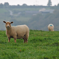 Buy canvas prints of Welsh lamb by Helen Davies